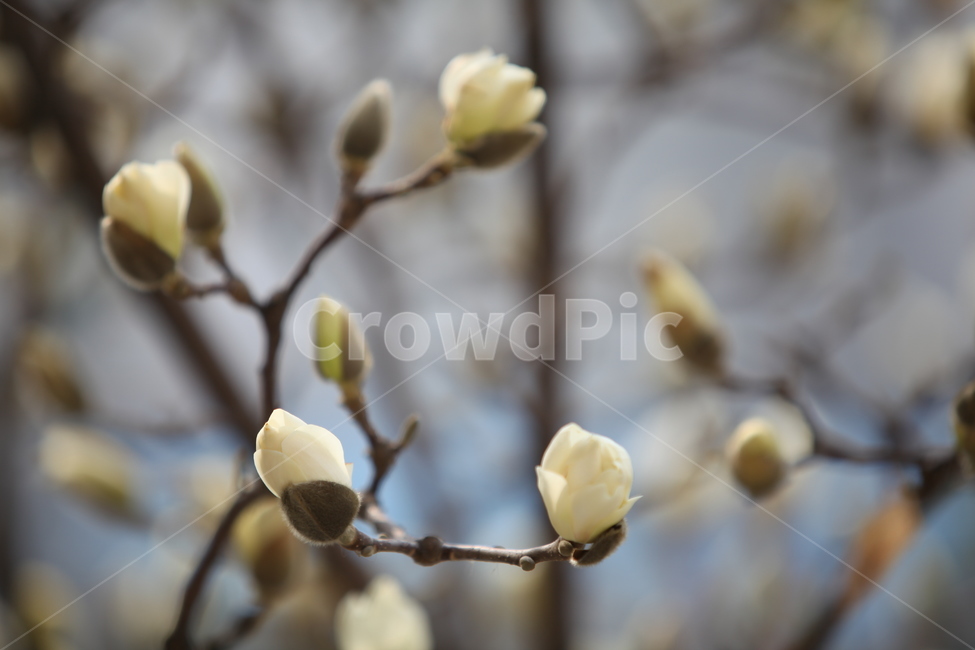 꽃,봄,흰색꽃,꽃봉우리,목련,봄,계절,spring,season,식물,자연,plants,nature,꽃,flower,blossom,bud,싹,sprout,새싹,plant
