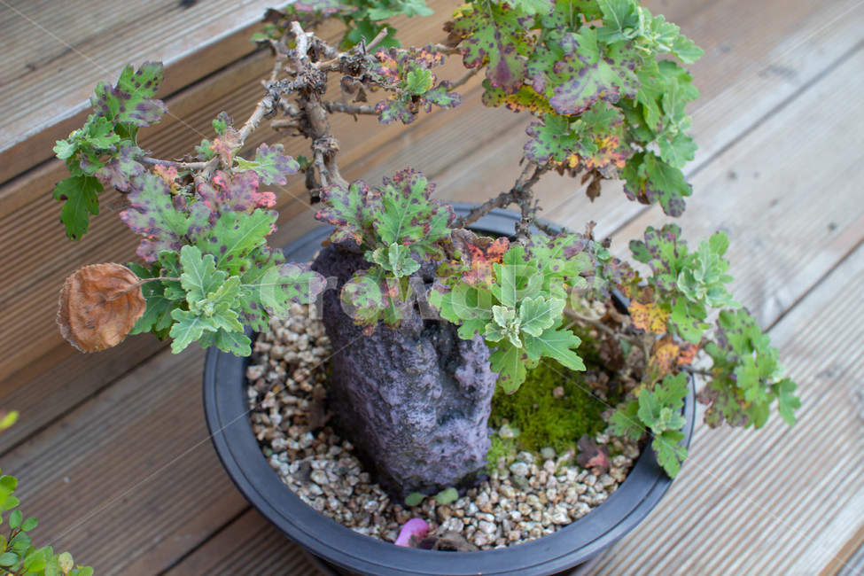 꽃,화단,flower,pottedplant,화분,vase,병장식,plant,도기류,pottery,항아리,tree,나무,식물,실내용화초,화분,화초,house plant