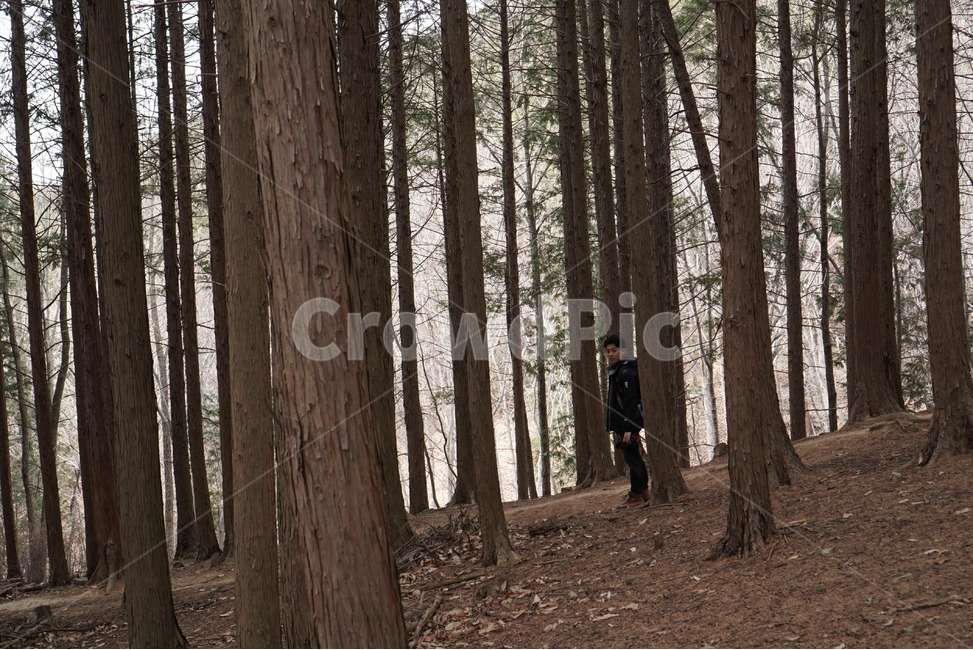 편백,편백숲,사람,자연,나무,식물,자연,plants,nature,나무,trees,wood,사람,인물,인간,human,person,남성,남자,man,male,여행,휴가,traveling,vacation,trip