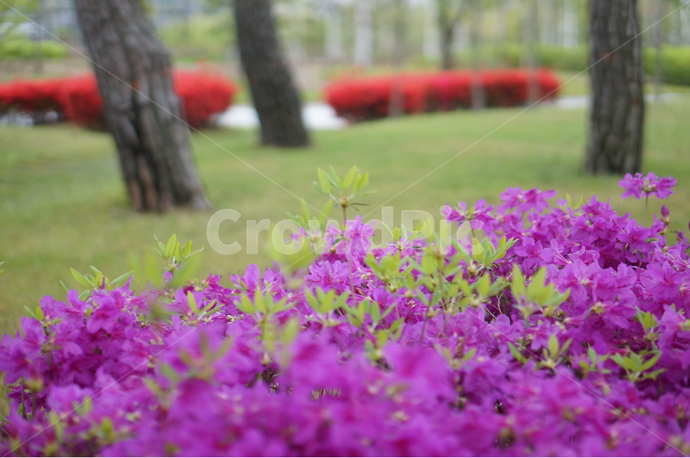 영산홍,나무,봄,풍경,꽃,핑크,봄,계절,spring,season,식물,자연,plants,nature,꽃,flower,나무,trees,wood,plant,geranium,제라늄,blossom