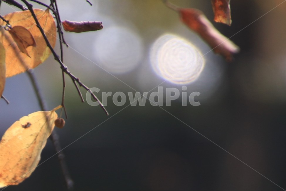 낙엽,잎,식물,가을,겨울,가을,계절,fall,autumn,season