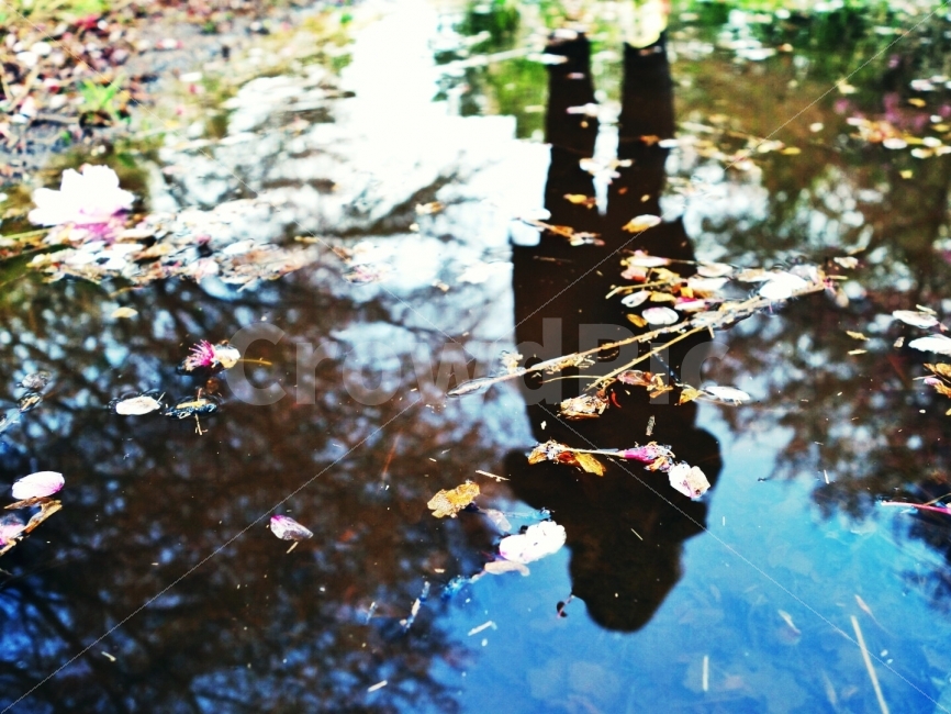 꽃잎,웅덩이,봄,벛꽃,거울,비치다,식물,자연,plants,nature,꽃,flower,사람,인물,인간,human,person,인물실루엣,사람실루엣,character silhouette,human silhouette,water,물,outdoors,옥외,land,땅