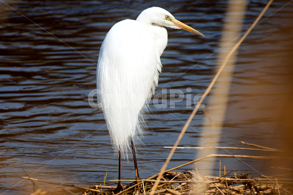 백로,새,조류,야생동물,자연,생태,생태계,whiteheron,egret,bird,animal,동물,animal,조류,새,birds