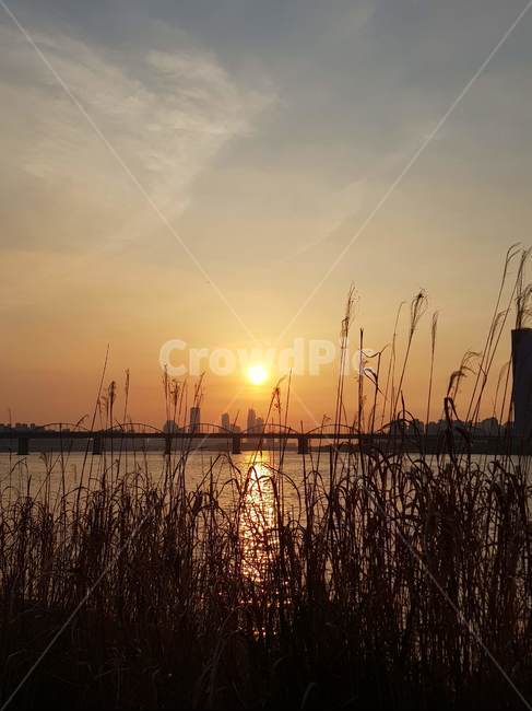 노을,sunset,한강,갈대,skyline,sundown,riverview,한강공원,해질녘,반포서래섬,서울,석양,하늘,sky,한강일몰,저녁노을