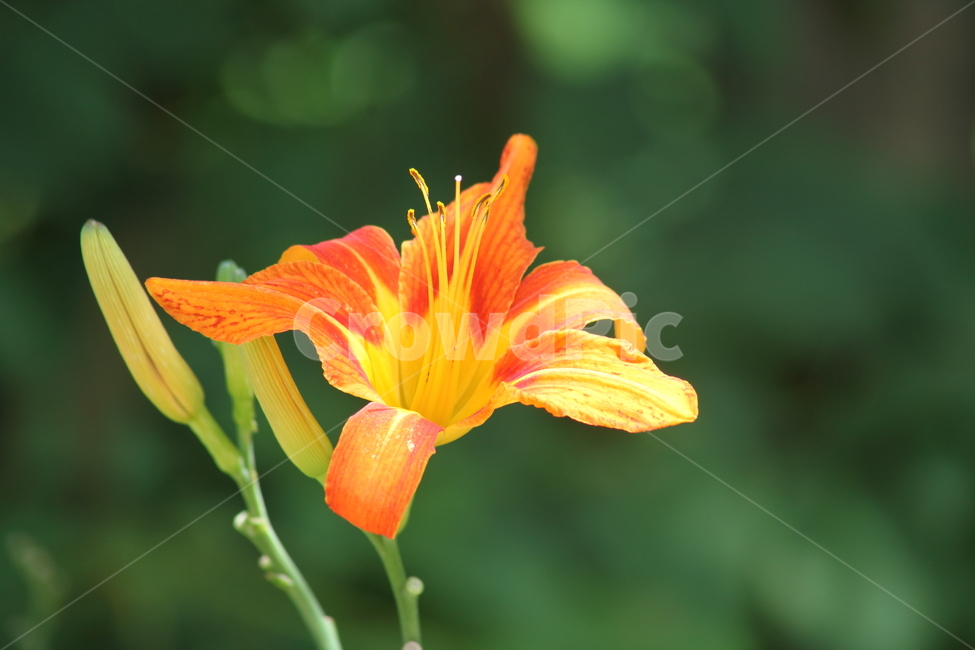 원추리,꽃,여름,넘나물,daylily,백합과