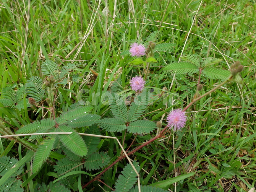 미모사,mimosapudica,신경초,야생화,꽃,풀,자연,식물,plant,flower,blossom,식물,자연,plants,nature