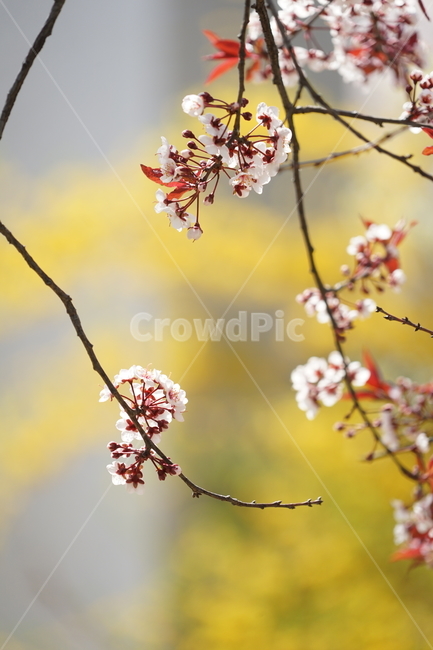 plant,식물,flower,꽃,cherryblossom,벚꽃,blossom,식물,자연,plants,nature,꽃,flower