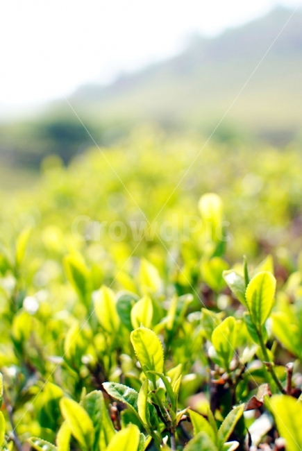 녹차,자연,그린,식물,green,plants,보성,녹차밭,초록,보성녹차밭,landscape,여행,nature,식물,자연,plants,nature