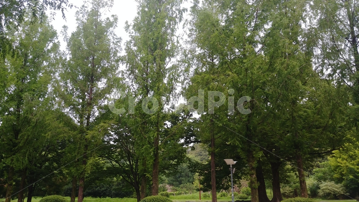 가로수,길,나무,산책,산책로,초록,풀,학교,숲