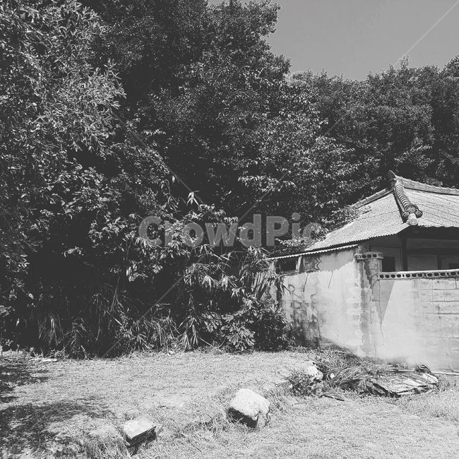 자연,건물,outdoors,흑백사진,나무