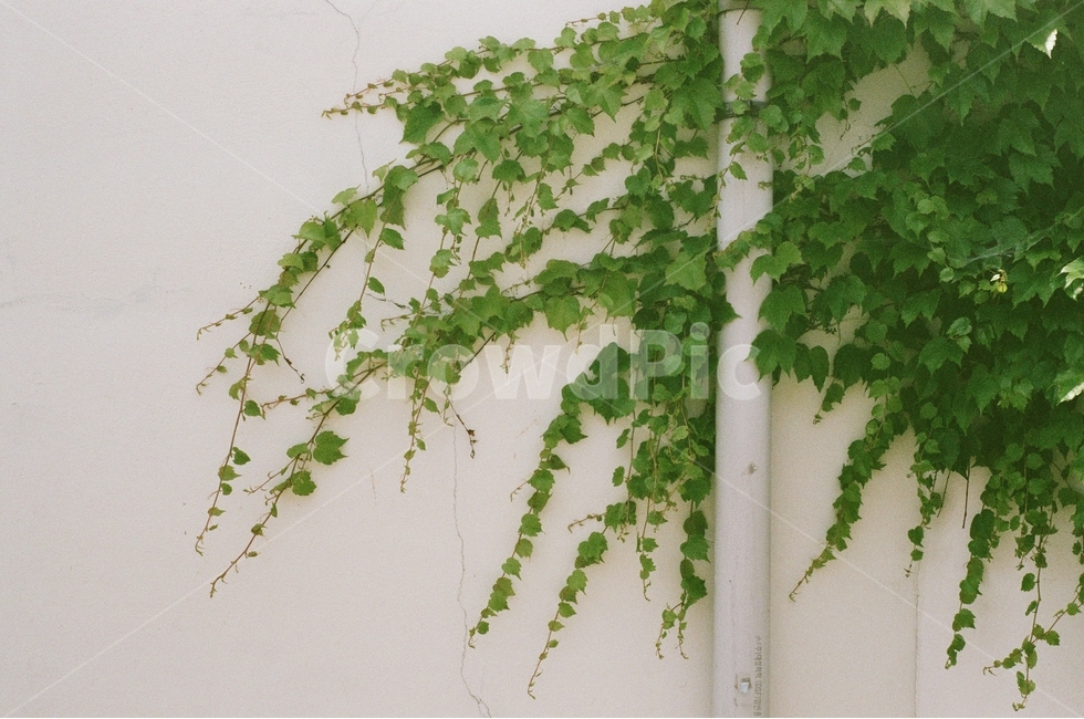 식물,담쟁이,넝쿨,벽,초록,식물,자연,plants,nature