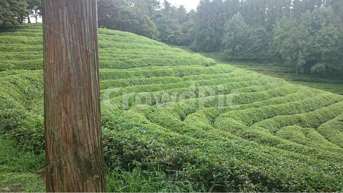 녹차밭,greentea,녹차,푸르름,green,earth