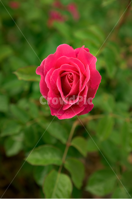 장미,rose,꽃,식물,flower,plants