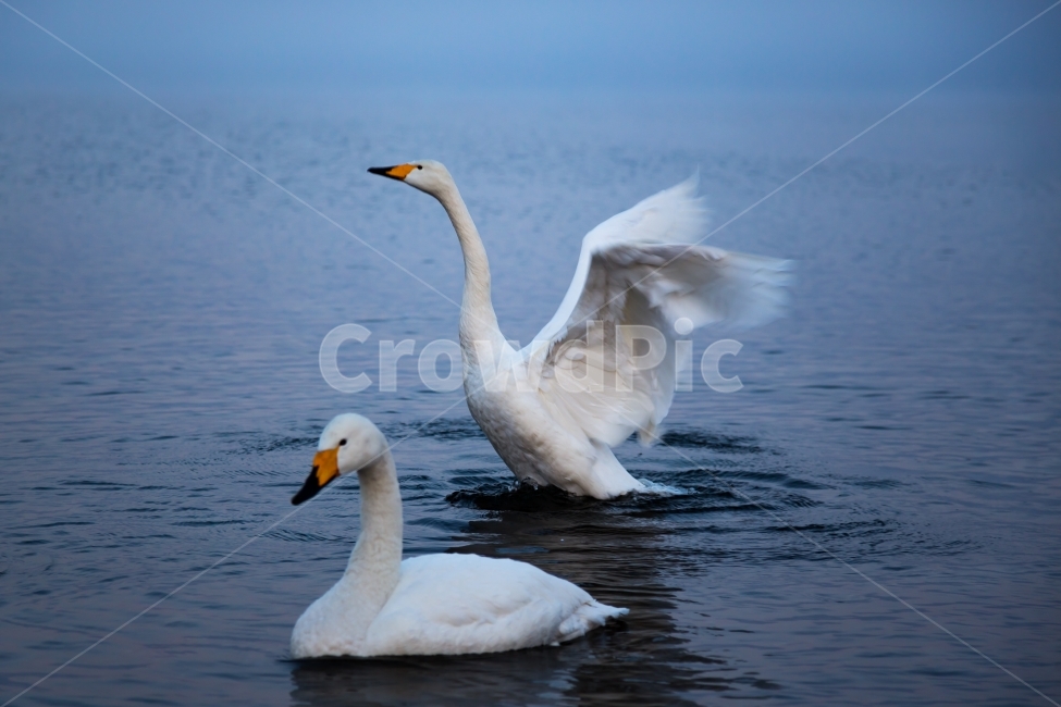 고니,백조,조류,겨울철새,호수,백조가족,동물,animal,조류,새,birds