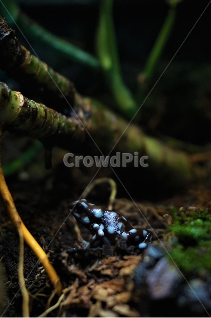 개구리,양서류,독화살개구리,비바리움,반려동물,마라논독화살개구리,동물,소동물,동물,animal,파충류,양서류,reptile,amphibian