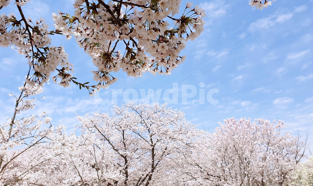 벚꽃,벚꽃놀이,꽃,나무,벚꽃나무,봄,봄철작물,tree,plant,flower,푸른하늘,구름,하늘,sky,blue,spring,봄,계절,spring,season,자연,풍경,nature,landscape,blossom,cherry blossom,식물
