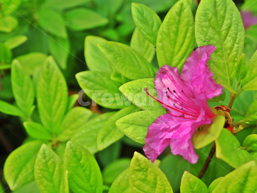 철쭉,진달래목,아시아,속씨식물,꽃,식물,식물,자연,plants,nature,꽃,flower