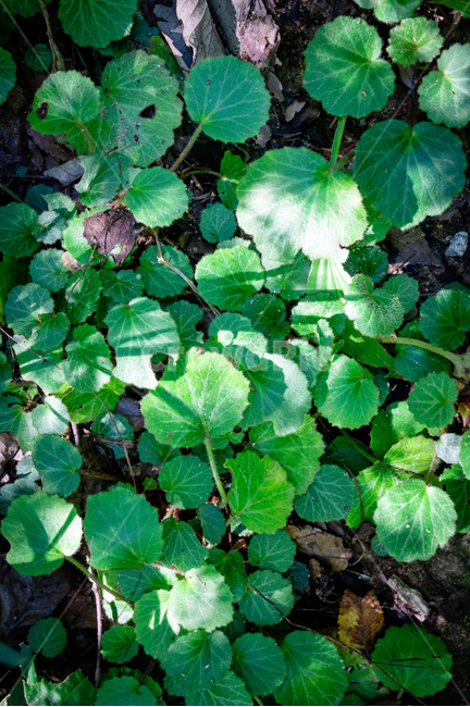 숲,잎,식물,자연,흙,식물,자연,plants,nature