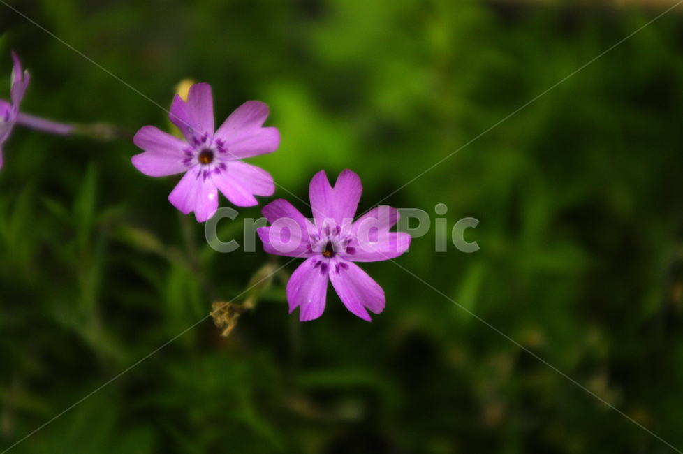 꽃,식물,flower,color,꽃잔디,식물,자연,plants,nature,꽃,flower