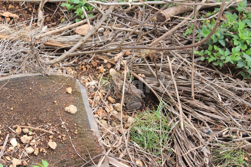 ground,바닥,두꺼비,개구리,frog,파충류,양서류,reptile,amphibian