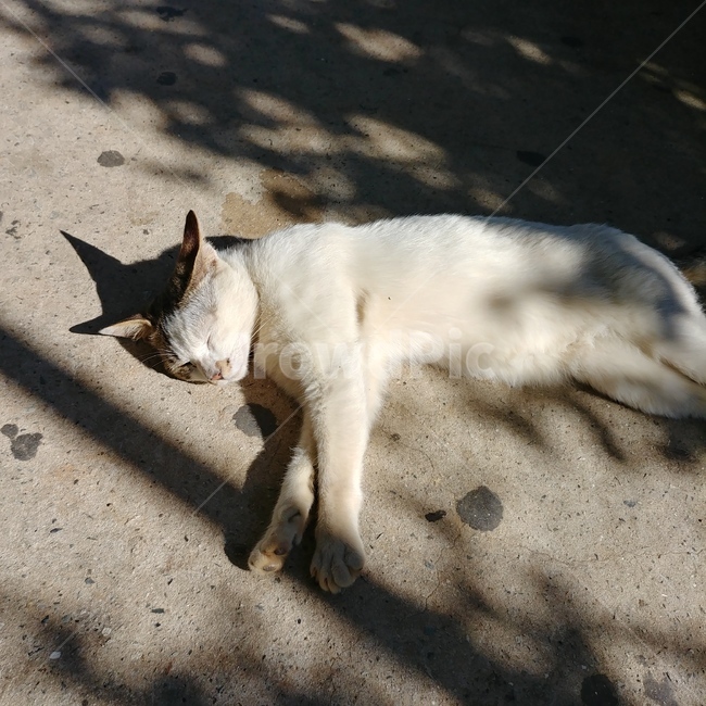 낮잠,고양이,cat,spring,길고양이,nap,여유