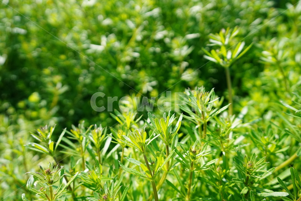 초록색,풀,자연,봄,싱그러움,green,nature,grass,fresh,식물,자연,plants,nature