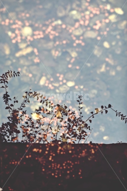 나무,반영,공원,tree,reflection,park,그림자,실루엣,나뭇가지,shadow,silhouette,자연,풍경,nature,landscape,실루엣,그림자,silhouette,shadow,plant,식물