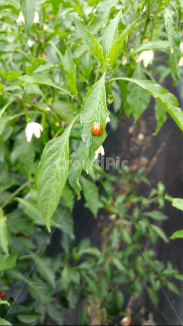 무당벌레,고추밭,식물,자연,곤충,ladybug