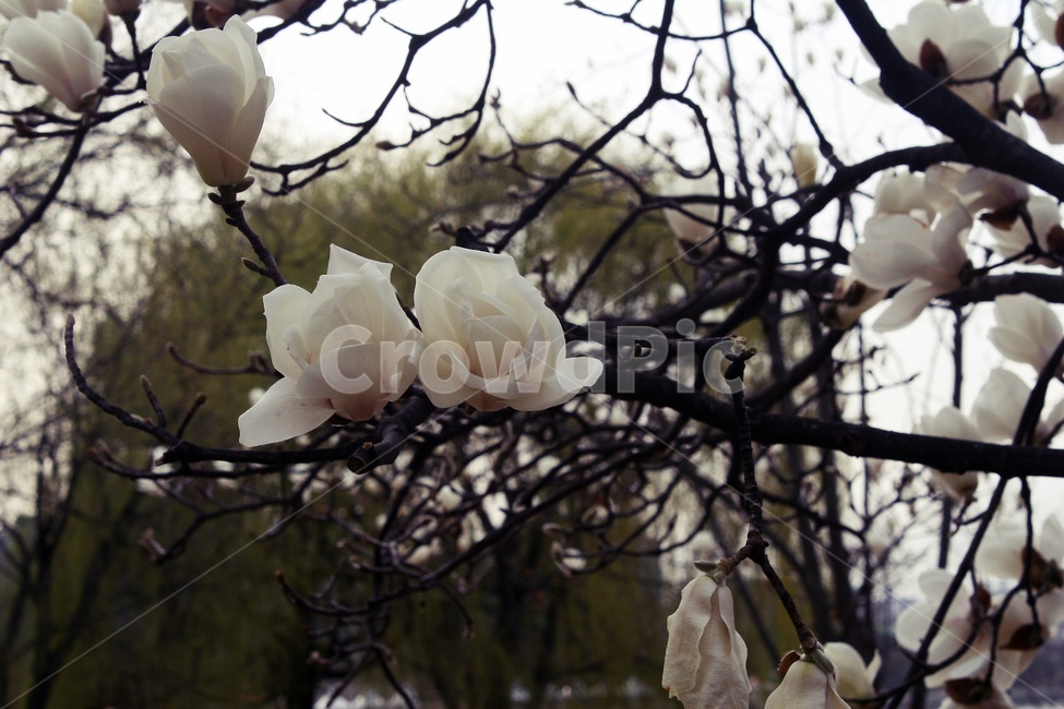 plant,식물,blossom,꽃,flower,식물,자연,plants,nature,꽃,flower