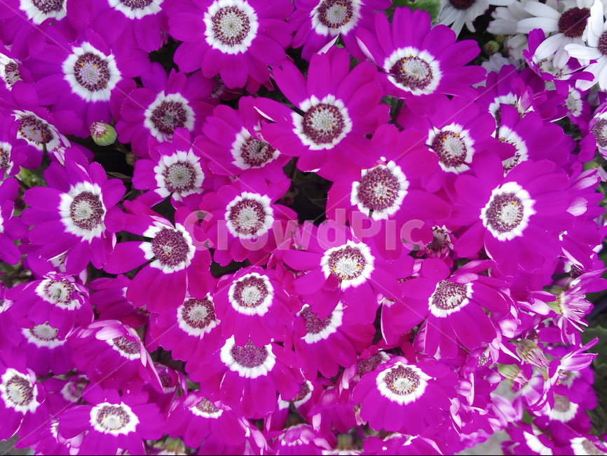 꽃,빨강색,화초,원예,식물,봄,식물,자연,plants,nature,꽃,flower