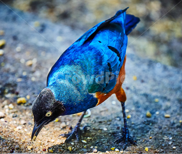 새,조류,깃털,부리,아름다운,먹이,동물,animal,조류,새,birds