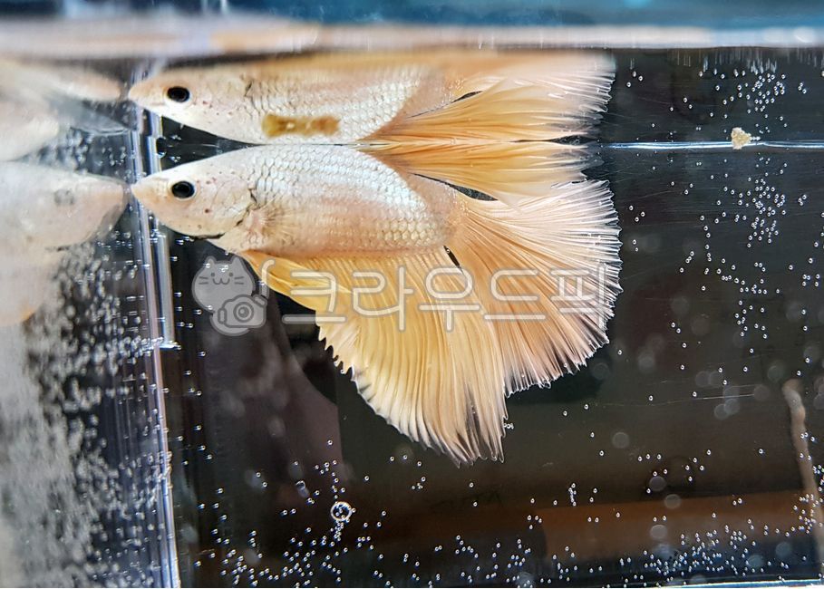 베타,베타물고기,fish,animal,동물,yellow,water,물,물고기,물멍,애완동물