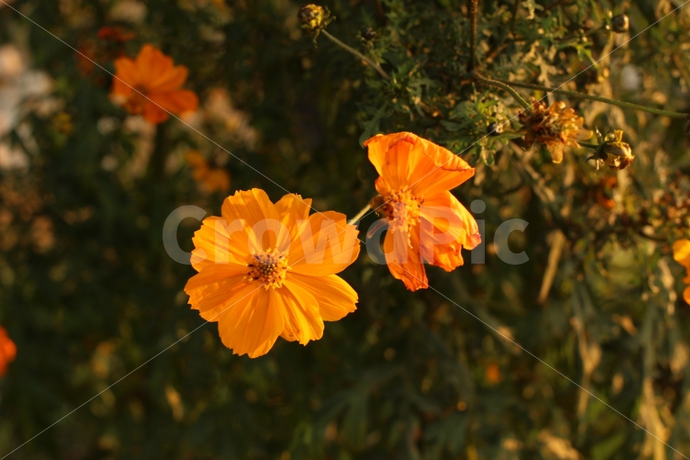 꽃,코스모스,클로즈업,배경화면,가을,가을,계절,fall,autumn,season,식물,자연,plants,nature,꽃,flower,plant