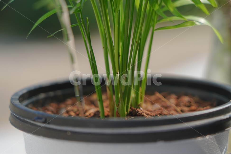 테이블야자,식물,햇빛,그림자,공기정화,실내용화초,화분,화초,house plant