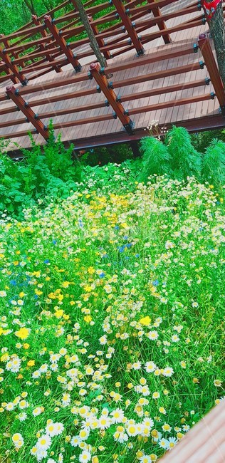 자연,꽃,풀,풍경,잔디,나무,식물,자연,plants,nature,꽃,flower