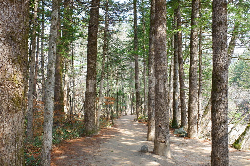 전나무숲,월정사전나무숲,전나무길,숲,오솔길,나무,숲길,자연,월정사,한국자연,한국자연풍경,자연풍경,한국풍경