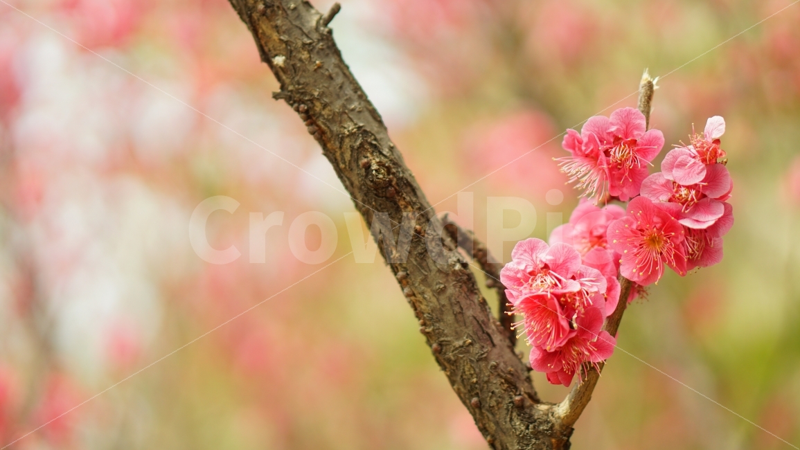 red plum blossom,Outfocusing,background,affix,flower