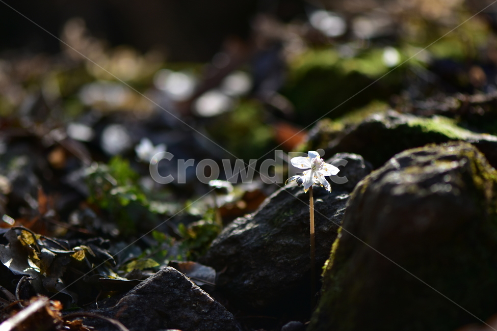 너도바람꽃,야생화,봄,꽃,풀꽃,자연,식물,식생,감성,힐링,plants,nature,spring,season,flower,emotion,feeling,흰색,초본,너도바람꽃속