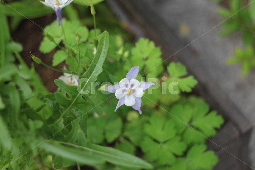식물,꽃,소소한,소박한,수수한,식물,자연,plants,nature,꽃,flower