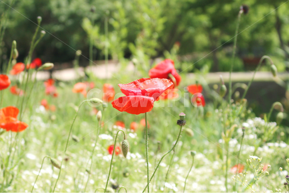 양귀비,꽃,자연,빨강,감성사진,red,flower