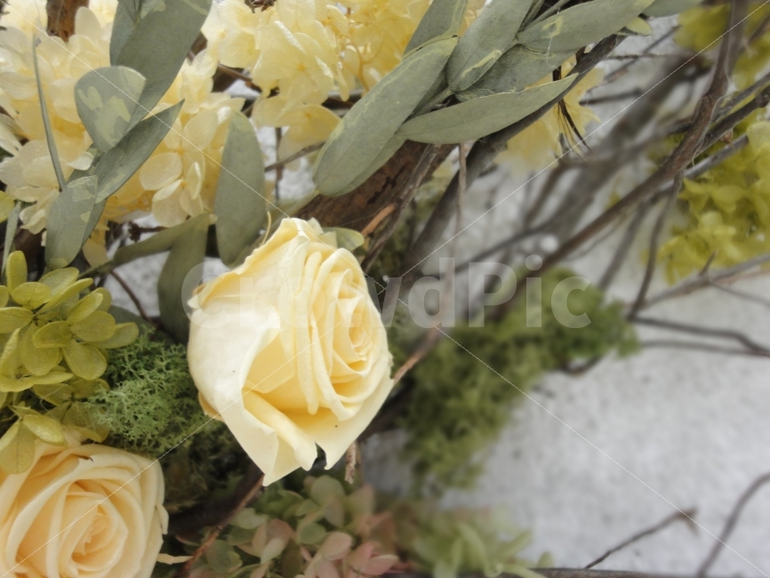 장미,옐로우,노란장미,rose,yellowrose,꽃,플라워,flower,식물,자연,plants,nature,꽃,flower