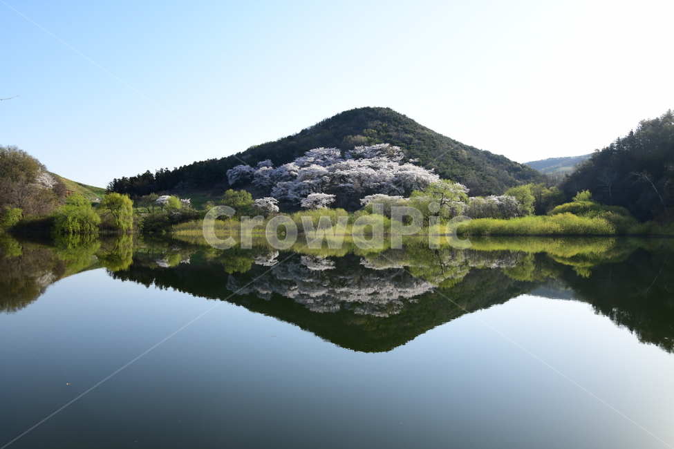 nature,자연,water,물,outdoors,옥외,벚꽃,반영,봄