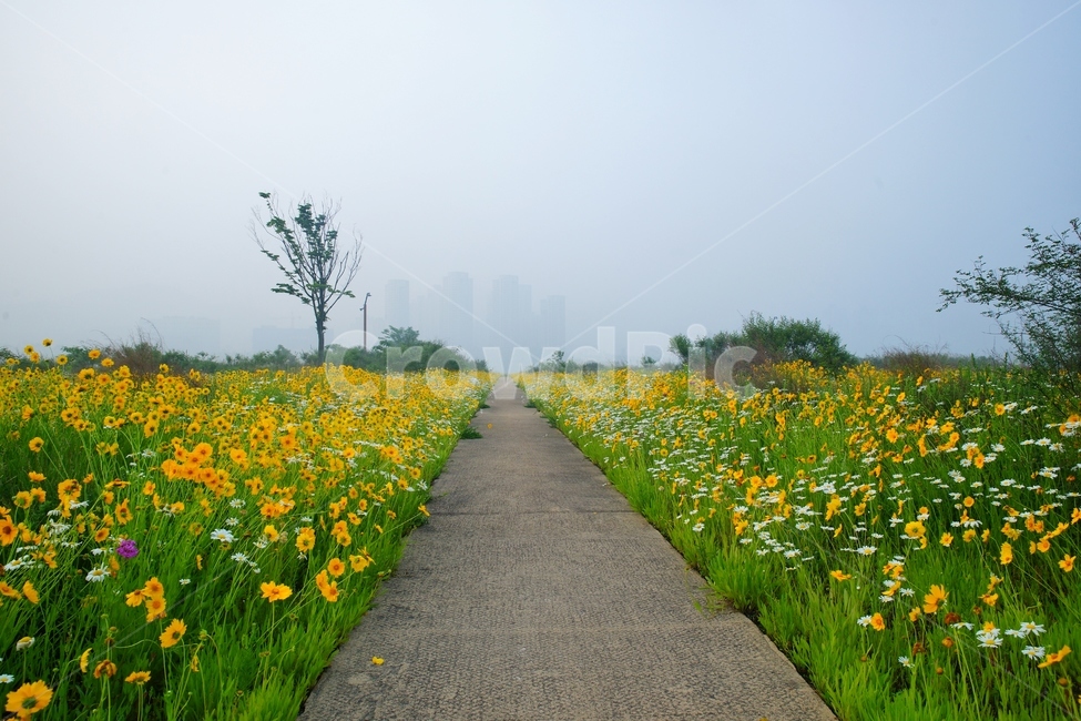 세종시,금강,금계국,야생호,풍경,봄,계절,spring,season,자연,풍경,nature,landscape,outdoors,옥외,grassland,목초지,field,들,rural,농촌,farm,농장,meadow