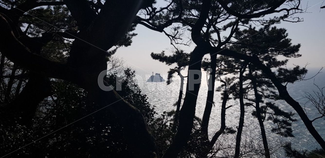 plant,식물,vegetation,초목,land,나라,숲,tree,나무,woodland,삼림지,nature,자연,forest