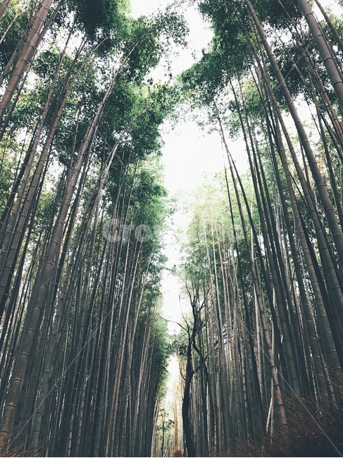 숲,자연,대나무,풍경,초록,자연,풍경,nature,landscape,plant,식물