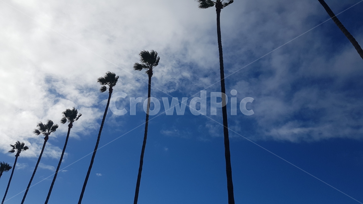 야자수,야자수나무,pinetree,하늘,괌하늘