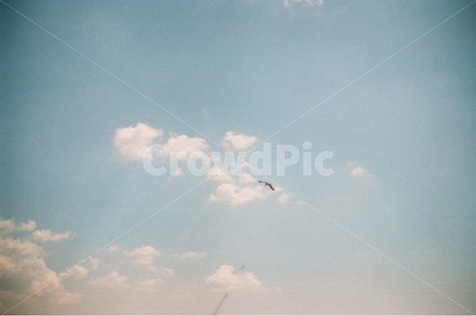 연,하늘,구름,감성,아날로그,자연,풍경,nature,landscape,동물,animal,조류,새,birds,감성,sensible,feeling,flying,나는,bird