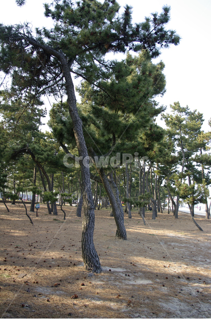 소나무,식물,자연,plant,tree,나무,나무줄기