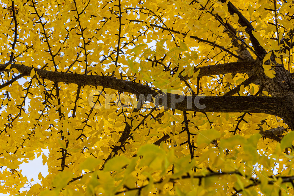 은행,은행나무,은행잎,ginkgo,ginkgotree,ginkgoleaves,가을,계절,fall,autumn,season,식물,자연,plants,nature,나무,trees,wood,plant,leaf,잎,tree