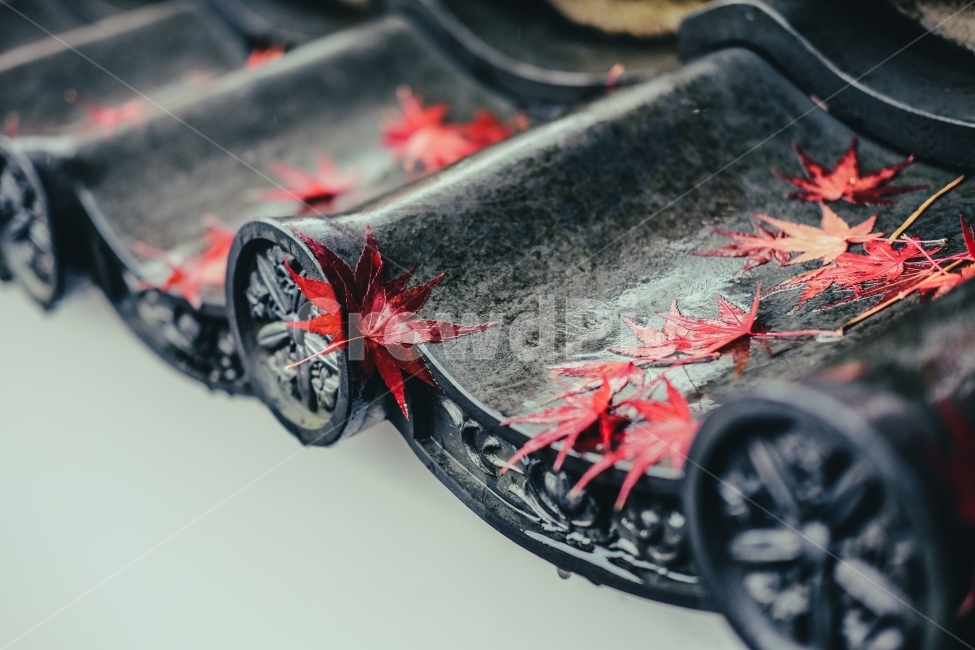 일본,오사카,교토,단풍,풍경,스냅,감성,가을,계절,fall,autumn,season,해외,외국,세계,foreign,oversea,world,감성,sensible,feeling,건축물,건물외관,exterior,building,structure,architecture,construction,machine,기계,spoke,살,wheel,바퀴,alloy wheel,합금 휠,tire,타이어